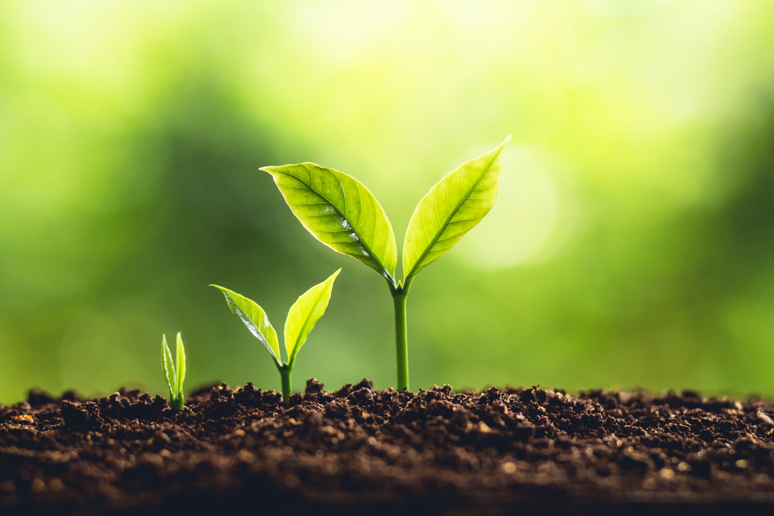 drei kleine Pflanzen in unterschiedlichen Größen. Damit soll  persönliches Wachstum durch Supervision, Coaching und Teamentwicklung dargestellt werden